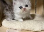 Biscuit very small - Persian Kitten For Sale - Galveston&comma; TX&comma; US