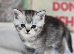 Foxy - British Shorthair Kitten For Sale - Grand Rapids&comma; MI&comma; US