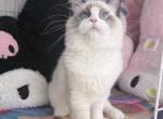 Timmy - Ragdoll Kitten For Sale - 