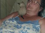 Precious - Siamese Kitten For Sale - Sacred Heart&comma; MN&comma; US