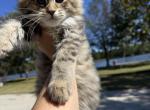 Bramble - Maine Coon Kitten For Sale - 