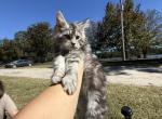 Rowan - Maine Coon Kitten For Sale - 