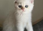 Scottish straight boy golden tipped - Scottish Straight Kitten For Sale - Nixa&comma; MO&comma; US