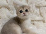 PEANUT SCOTTISH FOLD - Scottish Fold Kitten For Sale - 