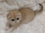 LEAH female SCOTTISH FOLD - Scottish Fold Kitten For Sale - Sunnyvale&comma; CA&comma; US