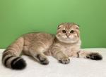 Litter C - Scottish Fold Kitten For Sale - Cathlamet&comma; WA&comma; US