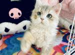 Coco - Persian Kitten For Sale - 
