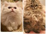 Persian Kittens Very Sweet - Persian Kitten For Sale - Marietta&comma; GA&comma; US