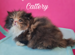 papered exotic longhair persian - Persian Kitten For Sale - Woodburn&comma; IN&comma; US