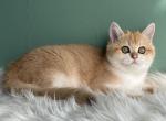 Grace ny12 - Scottish Straight Kitten For Sale - Cathlamet&comma; WA&comma; US