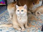 Octavius Gold - British Shorthair Kitten For Sale - NY&comma; US