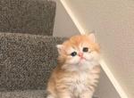 Golden - British Shorthair Kitten For Sale - Bellevue&comma; WA&comma; US