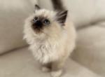 Rosa - Ragdoll Kitten For Sale - 