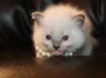 Cookie - Ragdoll Kitten For Sale - 