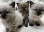 Full Ragdolls kittens - Ragdoll Kitten For Sale - 