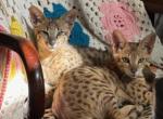 F2 Savannahs with Payment Plans - Savannah Kitten For Sale - MI&comma; US