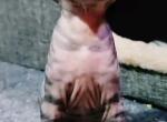Hybrids serval new species - Sphynx Kitten For Sale - 