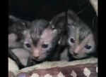 Lyoki - Lykoi Kitten For Sale - Live Oak&comma; FL&comma; US