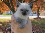Zoey - Siamese Kitten For Sale - Tower City&comma; PA&comma; US