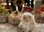 Cream boy - Persian Kitten For Sale - 