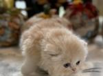 Red white - Persian Kitten For Sale - 