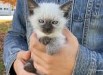 Bo - Ragdoll Kitten For Sale - Tower City&comma; PA&comma; US