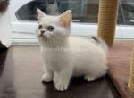 Benji munchkin silver chinchilla point w blue eyes - Munchkin Kitten For Sale - TX&comma; US