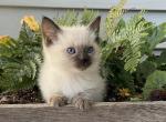 Frodo - Siamese Kitten For Sale - Tower City&comma; PA&comma; US