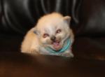 Cindy Lou - Ragdoll Kitten For Sale - 