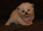 Holly - Ragdoll Kitten For Sale - 