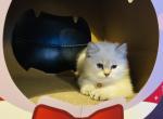 Ragdoll kittens - Ragdoll Kitten For Sale - NY&comma; US
