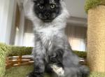 Black Smoke Female Maine Coon European Bloodline - Maine Coon Kitten For Sale - Miami&comma; FL&comma; US