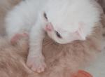 2 litters of Sweet Baby Persian kittens - Persian Kitten For Sale - PA&comma; US