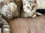 Sprite - Selkirk Rex Kitten For Sale - Lexington&comma; NC&comma; US