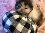 Ginger the Calico - Exotic Kitten For Sale - Quincy&comma; IN&comma; US