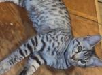 Savnnah bengal - Savannah Kitten For Sale - Worcester&comma; MA&comma; US