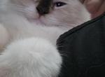 KitKat - Ragdoll Kitten For Sale - Mount Joy&comma; PA&comma; US