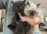 Whisper - Himalayan Kitten For Sale - 