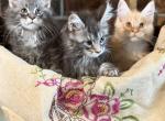 Charlie Brown Litter - Maine Coon Kitten For Sale - 