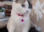 Ragdoll kittens ready for homes - Ragdoll Kitten For Sale - 