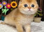 Rocky golden shaded chinchilla scottish fold - Scottish Fold Kitten For Sale - Houston&comma; TX&comma; US