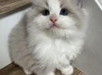 Blue Bicolor Ragdoll boy - Ragdoll Kitten For Sale - Vancouver&comma; WA&comma; US