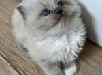 Blue Mink Ragdoll female - Ragdoll Kitten For Sale - Vancouver&comma; WA&comma; US
