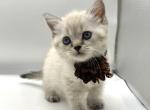 Litter D - Scottish Straight Kitten For Sale - Brooklyn&comma; NY&comma; US