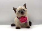 Litter DD - Scottish Straight Kitten For Sale - Brooklyn&comma; NY&comma; US
