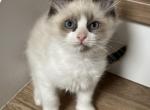 Seal Bicolor Ragdoll Male - Ragdoll Kitten For Sale - Vancouver&comma; WA&comma; US