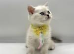 Litter A1 - Scottish Straight Kitten For Sale - Brooklyn&comma; NY&comma; US