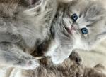 Sophie Scottish straight - Scottish Straight Kitten For Sale - 