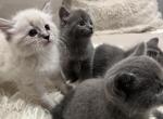 American bobtail kittens - American Bobtail Kitten For Sale