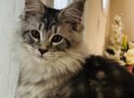 Girl V26 - Maine Coon Kitten For Sale - Virginia Bch&comma; VA&comma; US
